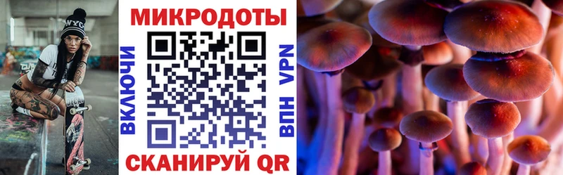 Купить где  Бородино  Галлюциногенные грибы Cubensis 